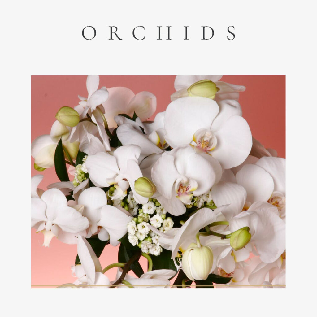 The Best Flowers for Valentine�s Day-Orchids