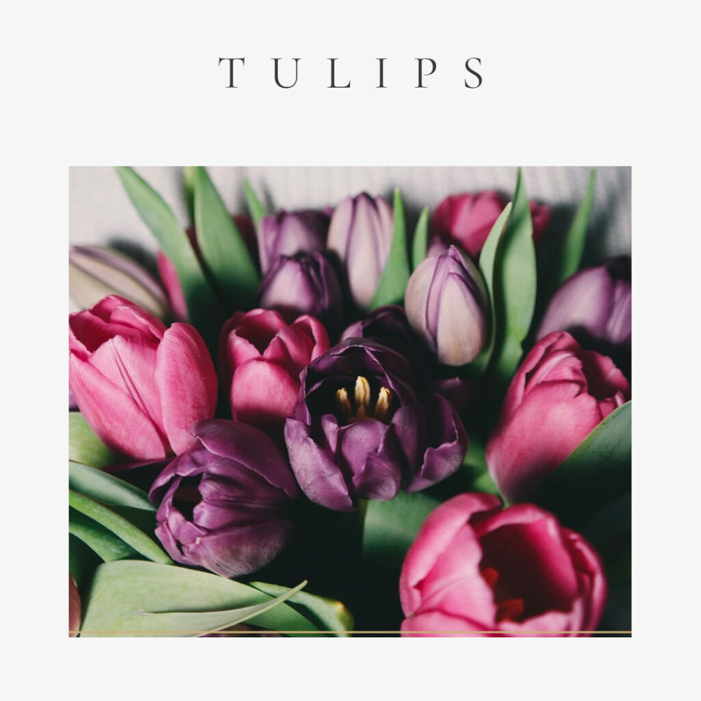 The Best Flowers for Valentine�s Day-Tulips